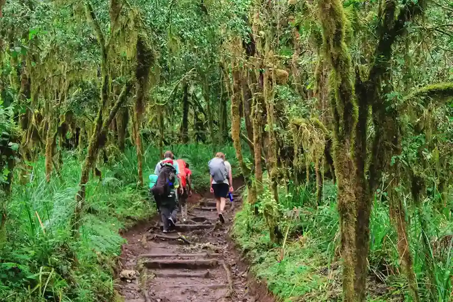 kilimanjaro rainforest
